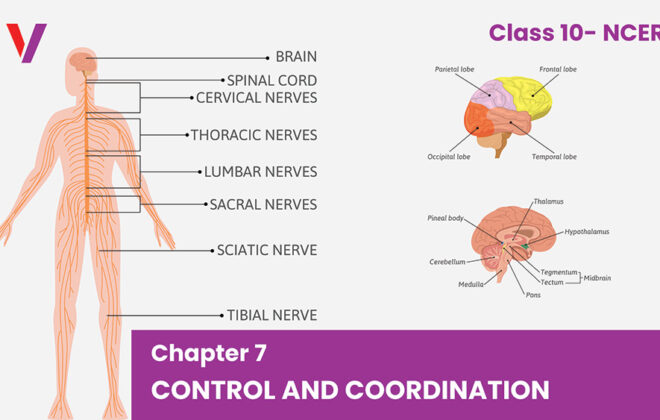 Chapter 7 Control and Coordination - Class 10 NCERT-Vikrant Academy